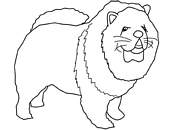 coloriage chien chow chow
